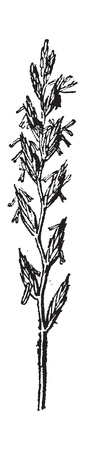 Rye Grass, vintage engraved illustration. Dictionary of words and things - Larive and Fleury - 1895.のイラスト素材