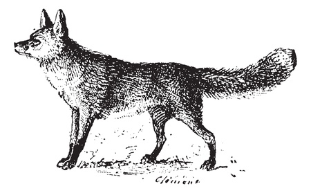 Fox, vintage engraved illustration. Dictionary of words and things - Larive and Fleury - 1895.のイラスト素材