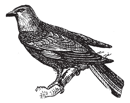 Roller perched on branch, vintage engraved illustration. Dictionary of words and things - Larive and Fleury - 1895.のイラスト素材