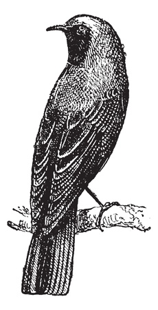 Redstart perched on branch, vintage engraved illustration. Dictionary of words and things - Larive and Fleury - 1895.のイラスト素材