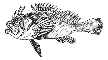 Rockfish or Stonefish, vintage engraved illustration. Dictionary of words and things - Larive and...