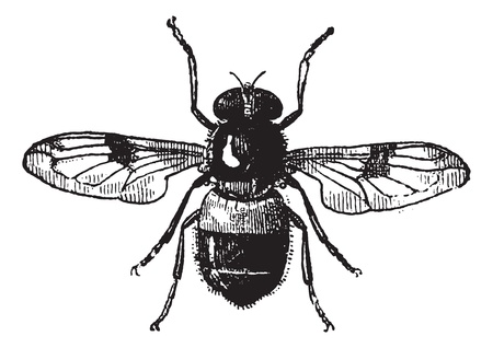 Fig 19. Volucella, vintage engraved illustration. Fly Volucella isolated on white background. Volucella isolated on white. Dictionary of words and things - Larive and Fleury - 1895. Fig 19. Volucella, vintage engraved illustration. Fly Volucella isolated on white background. Volucella isolated on white. Dictionary of words and things - Larive and Fleury - 1895.
