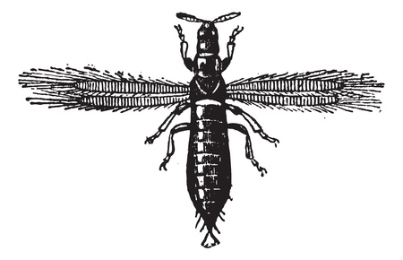 Fig 4. Thrips, Neuropteris or Thunderbugs or Thunderflies or Storm flies or thunderblights or corn lice, vintage engraved illustration. Dictionary of words and things - Larive and Fleury - 1895.のイラスト素材