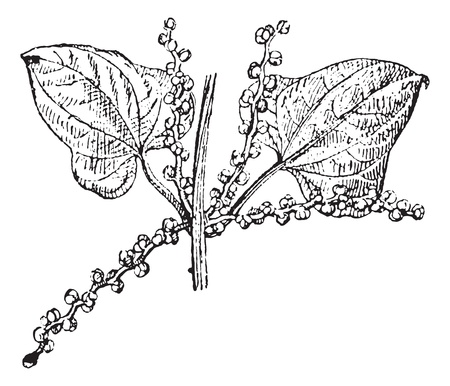 Old engraved illustration of Chinese yam or  Dioscorea polystachya, male flower isolated on a white background. Dictionary of words and things - Larive and Fleury ? 1895のイラスト素材