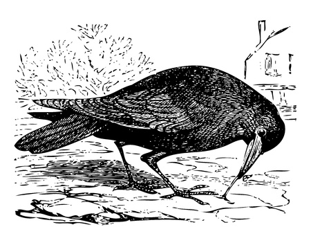 Old engraved illustration of a rook bird, or Corvus frugilegus, isolated on white. Live traced. From the Trousset encyclopedia, Paris 1886 - 1891.のイラスト素材