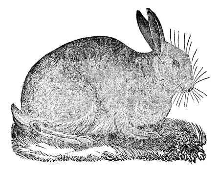 Hare, vintage engraved illustration. Magasin Pittoresque 1875のイラスト素材