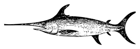 Old engraved illustration of a swordfish, isolated on white. Live traced. From the Trousset encyclopedia, Paris 1886 - 1891.のイラスト素材