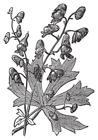 Monkshood or Aconitum napellus engraved illustration. Also known as aconite, Wolf's Bane, Fuzi, Monk's Blood, or Monk's Hood. Old vintage plant etchingのイラスト素材