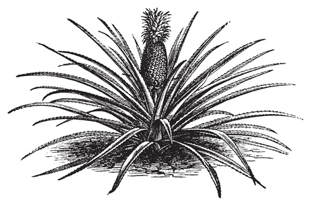 Pineapple, ananassa sativa or ananas comosus old vintage engraving. Full pineapple plant with stems, in vector, engraved illustration.のイラスト素材