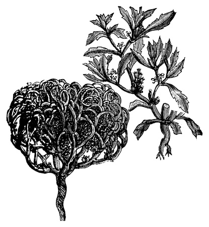 Anastatica hierochuntica, tumbleweed, dinosaur plant, Jericho rose, Mary's flower, Mary's hand, Palestinian tumbleweed, wheel, true rose of Jericho  or resurrection plant old vintage engraving. Vector engraved illustration.のイラスト素材