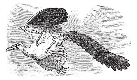 Archaeopteryx, Original bird or First bird, Urvogel, Archaios, Pteryx. Vintage engraving. Old engraved illustration of a Archaeopteryx considered as the earliest and most primitive bird. のイラスト素材