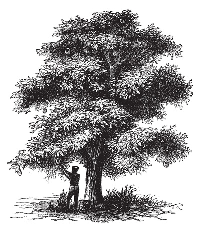 Artocarpe, Breadfruit or Artocarpus altilis old engraving. Old engraved illustration of of a man harversting a breadfruit tree.のイラスト素材