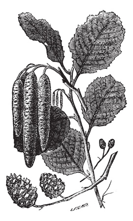 Alder or Alnus sp., vintage engraving. Old engraved illustration of an Alder plant showing the longer male catkins (center) and shorter female catkins (bottom).のイラスト素材