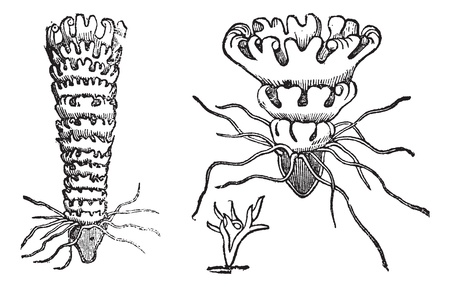 Life cycle of a Jellyfish or Aurelia, vintage engraving. Old engraved illustration of the life cycle of a Jellyfish showing attached polypoid stage (bottom), attached budding stage (left), and unattached medusa stage (right).のイラスト素材