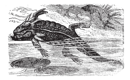 Axolotl or Mole Salamander, Ambystoma mexicanum, vintage engraving. Old engraved illustration of an adult Axolotl.のイラスト素材