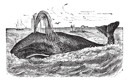 Bowhead Whale or Balaena mysticetus, vintage engraving. Old engraved illustration of a Bowhead Whale.のイラスト素材
