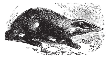 European Badger also known as Meles meles, vintage engraved illustration of European Badger. のイラスト素材