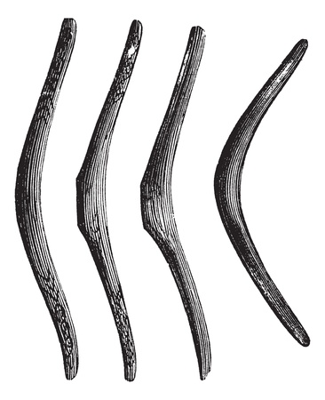 Boomerang, flying, tool, vintage engraved illustration Boomerang, flying, tool isolated on a white background. のイラスト素材