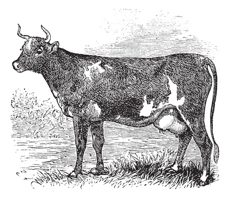 Ayrshire also known as Cunningham, vintage engraved illustration of Ayrshire, cattle. のイラスト素材