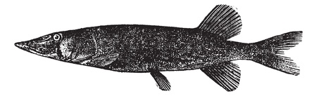Detailed vintage engraving of Chain pickerel (Esox reticulatus or Esox niger ), isolated on white.
のイラスト素材