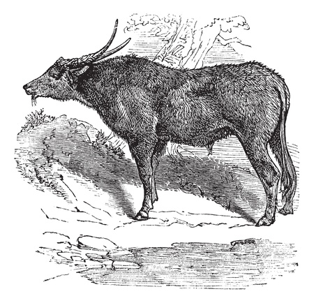 Water buffalo also known as  Bubalus bubalis, buffalo, Indian, vintage engraved illustration of Indian, buffalo, Bubalus bubalis. のイラスト素材