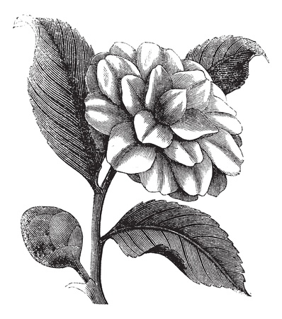 Camellia Japonica or Rose of winter or Theaceae vintage engraving. Old engraved illustration of a beautiful Camellia Flowerのイラスト素材