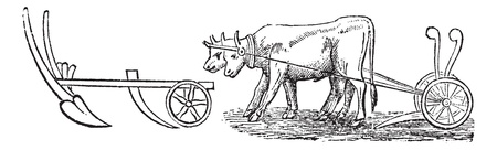 Plough, vintage engraving. Old engraved illustration of a type of Plough being pulled by water buffalos.のイラスト素材