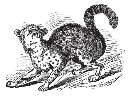 Oncilla or Tiger Cat or Leopardus tigrinus, vintage engraving. Old engraved illustration of an Oncilla.のイラスト素材