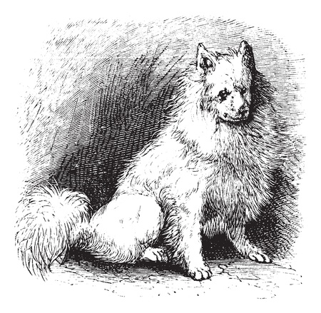 Husky or Canis lupus familiaris, vintage engraving. Old engraved illustration of Husky.のイラスト素材