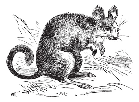 Chinchilla or Chinchilla lanigera, vintage engraving. Old engraved illustration of a Chinchilla.のイラスト素材