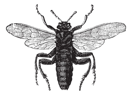 Elm Sawfly or Cimbex ulmi, vintage engraving. Old engraved illustration of an Elm Sawfly.