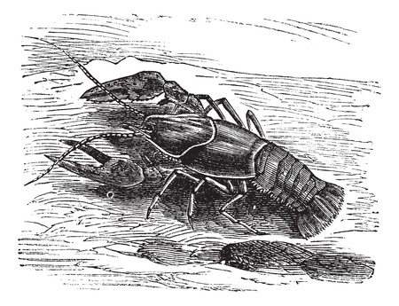 Lobster or Crayfish or Astacus sp., vintage engraving. Old engraved illustration of a Lobster.のイラスト素材