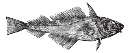 Haddock or Offshore Hake or Melanogrammus aeglefinus, vintage engraving. Old engraved illustration of a Haddock.のイラスト素材
