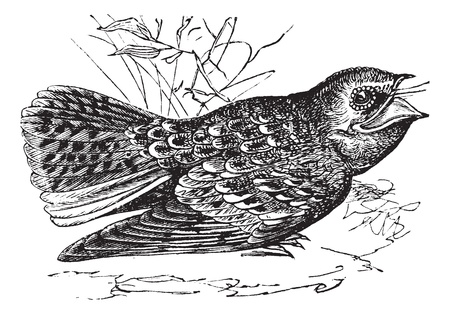 Chuck-will's-widow or Caprimulgus carolinensis, vintage engraving. Old engraved illustration of a Chuck-will's-widow.のイラスト素材