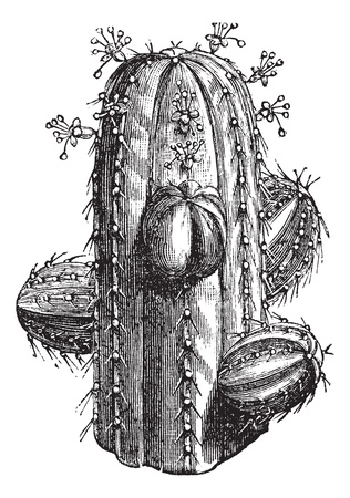 Euphorbia officinarum, vintage engraving. Old engraved illustration of a Euphorbia officinarum.のイラスト素材