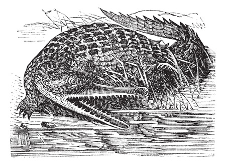 Gharial or Gavialis gangeticus or  Indian gavial or gavial or Fish-eating crocodile or Long-nosed crocodile, vintage engraving. Old engraved illustration of Gharial in the Ganges. のイラスト素材