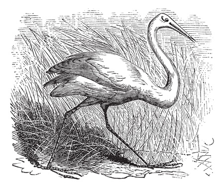 Whooping cranes (Grus Americana) vintage engraving.Old engraved illustration of a beautiful north american whooping crane.のイラスト素材