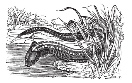Gymnotus electricus or Electric eel (Electrophorus electricus) vintage engraving. Old engraved illustration of electric eel.のイラスト素材