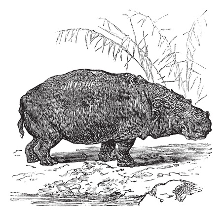 Hippopotamus or Hippopotamus amphibius or Hippo or Hippopotami, vintage engraving. Old engraved illustration of Hippopotamus, close to the water.のイラスト素材