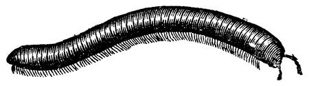 Millipede, vintage engraving. Old engraved illustration of Millipede isolated on a white background.のイラスト素材