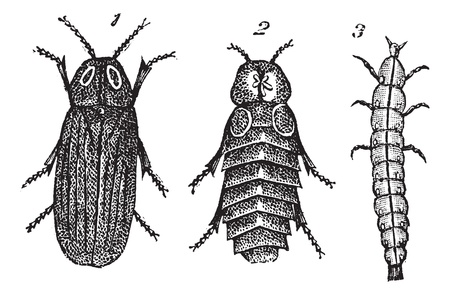 Lampyris splendidule (Lampyris splendidula) vintage engraving. Old engraved illustration of Lampyris splendidule (Lampyris splendidula) 1. male 2. female 3. larva.のイラスト素材