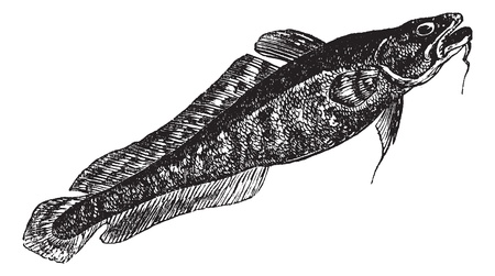 Burbot or Lota lota or Mariah, the lawyer, vintage engraving. Old engraved illustration of Burbot...