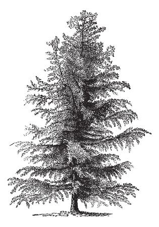 European larch (Larix Europaea) or Larix decidua, vintage engraved illustration. Trousset encyclopedia (1886 - 1891).のイラスト素材