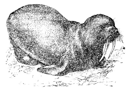Walrus or Sea horse, vintage engraved illustration. Trousset encyclopedia (1886 - 1891).のイラスト素材