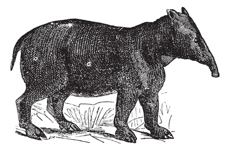 Palaeotherium, vintage engraved illustration. Trousset encyclopedia (1886 - 1891).のイラスト素材