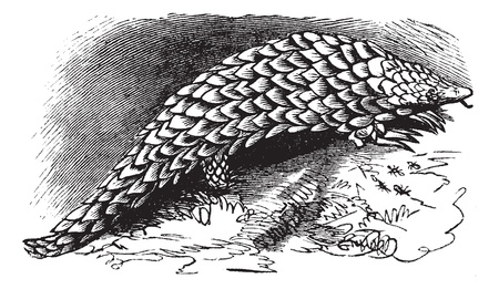 Chinese Pangolin or Manis pentadactyla, vintage engraving. Old engraved illustration of Chinese Pangolin.のイラスト素材