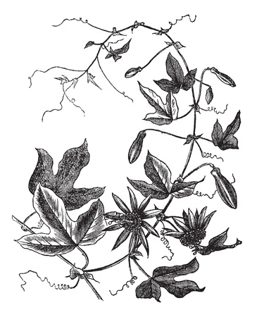 Passion Flower or Passiflora caerulea, vintage engraved illustration. Trousset encyclopedia (1886 - 1891). Passion Flower or Passiflora caerulea, vintage engraved illustration. Trousset encyclopedia (1886 - 1891).