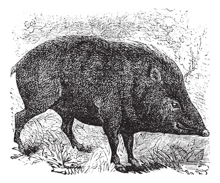 Collared peccary or Pecari tajacu or Dicotyles tajacu or Tayassu tajacu or Musk hog or Mexican hog or Quenk, vintage engraving. Old engraved illustration of Collared peccary in the meadow.のイラスト素材