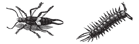 European Earwig or Forficula auricularia (left), and Brown Centipede or Lithobius forficatus (right), vintage engraved illustration. Trousset encyclopedia (1886 - 1891).のイラスト素材