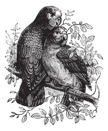 Rose-ringed Parakeet or Ringnecked Parakeet or Psittacula krameri, vintage engraved illustration. Trousset encyclopedia (1886 - 1891).のイラスト素材
